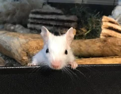 Osmák degu - bílá a písková miminka ze Sweet Degus
