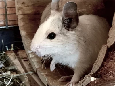 Osmák degu - na prodej chovný samec aguti s bílou SchT/BT/ST