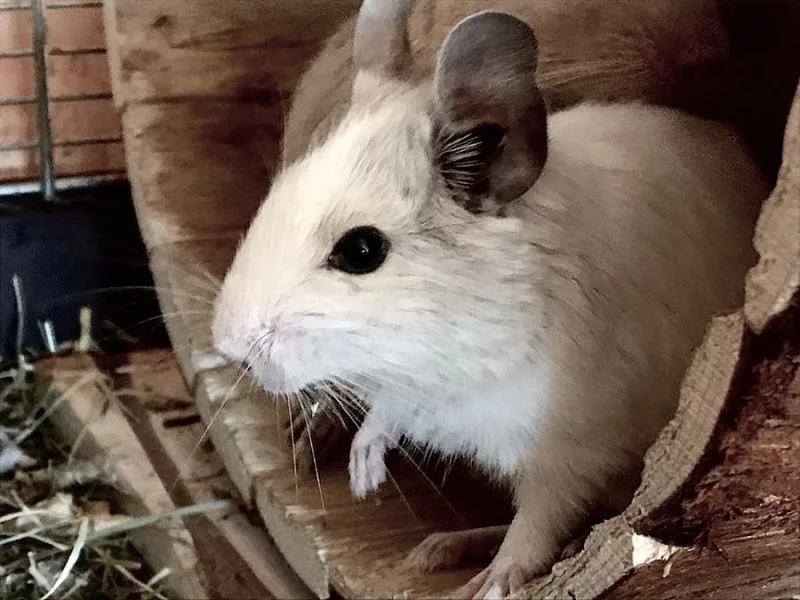 Osmák degu - na prodej chovný samec aguti s bílou SchT/BT/ST