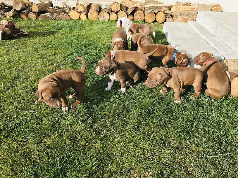 Americký pitbulteriér s PP