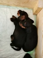 Jezevčík hrubosrstý trpasličí/králičí