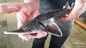 Jeseter sibiřský 40 cm