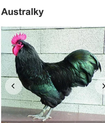 Australské slepice a kohout