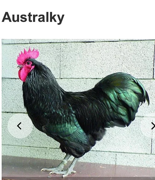 Australské slepice a kohout