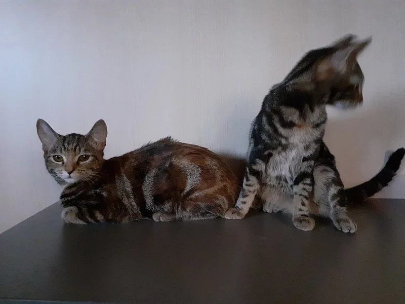 5ti měsíční koťátka - dva kluci a dvě holky