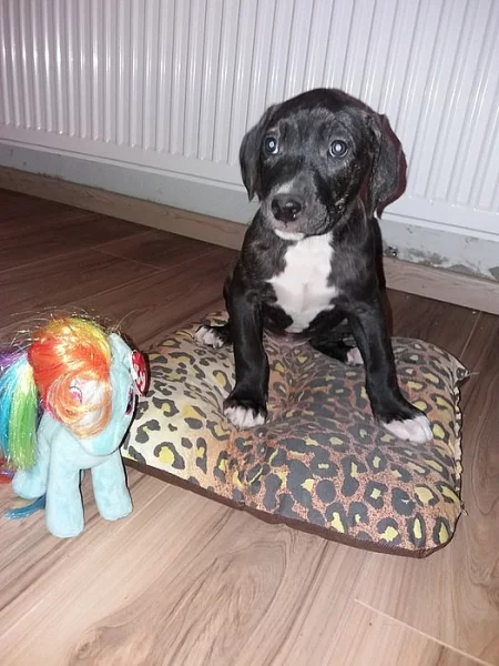 Štěně Amstaff