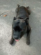 STB: APOLLÓN NADEPA s PP, 7let