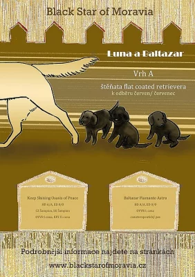 Štěňta Flat Coated Retriever s PP
