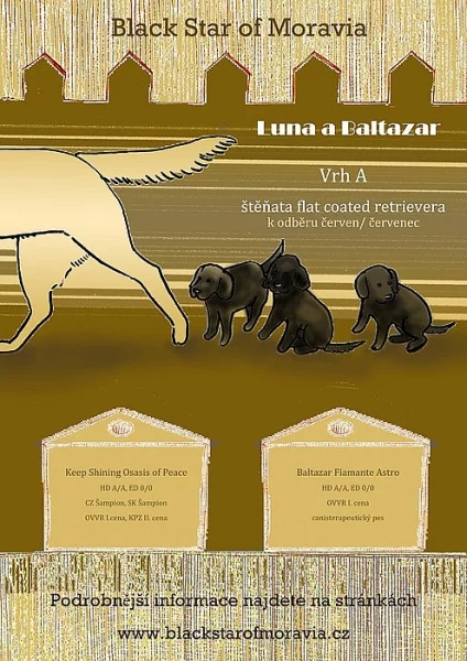 Štěňta Flat Coated Retriever s PP