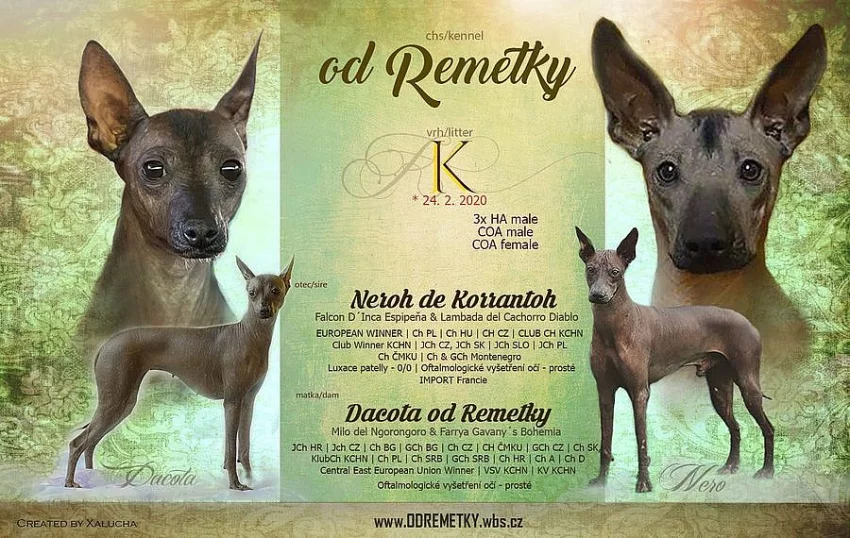 Peruánský naháč a mexický naháč