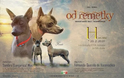 Peruánský naháč a mexický naháč