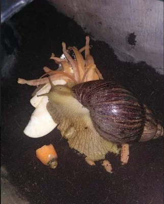 Achatina - africký šnek