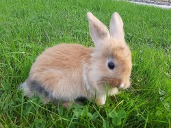 Prodam za symbolickou cenu do dobrych rukou