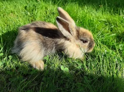 Prodam za symbolickou cenu do dobrych rukou