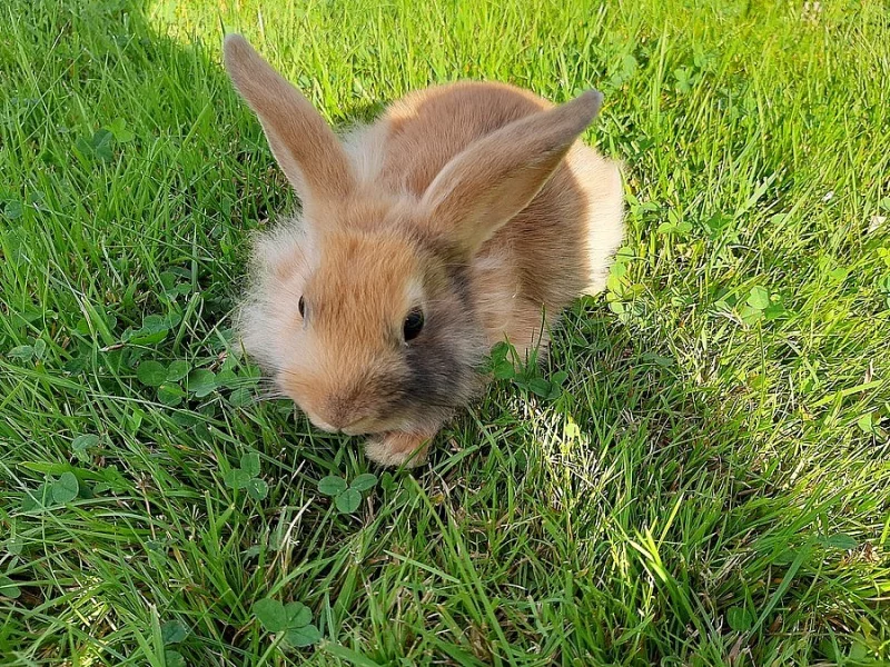 Prodam za symbolickou cenu do dobrych rukou