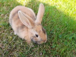 Prodam za symbolickou cenu do dobrych rukou