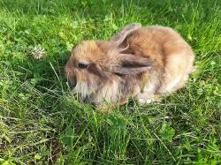 Prodam za symbolickou cenu do dobrych rukou