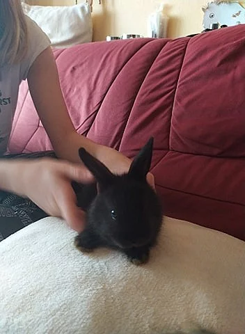 Mláďata zakrslých králíků