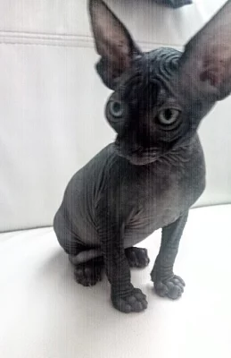 Kocourek Sphynx