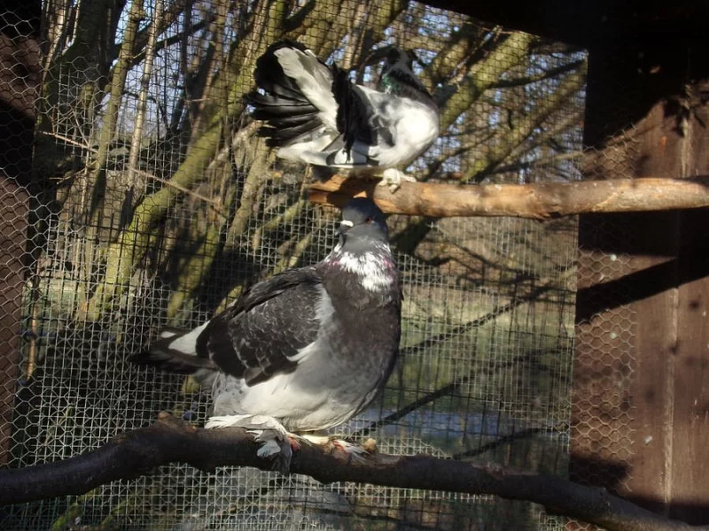 holub Romagnoli, Mondén