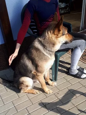 Prodám štěně německého ovčáka, stáří 10 měsíců