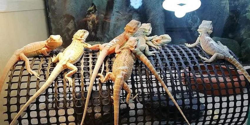 Agama vousatá