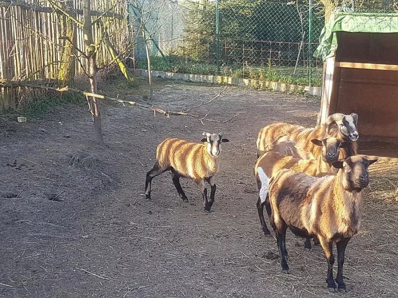 Prodám beránka ovce kamerunské (3,5 měsíce)