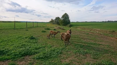 kamerunské ovce