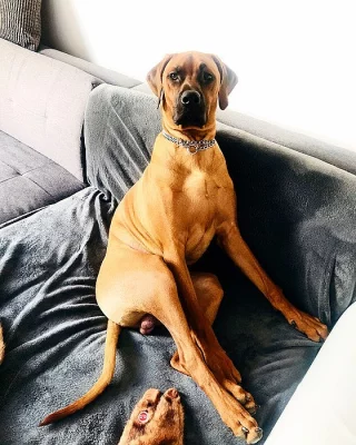 Rhodéský ridgeback ke krytí