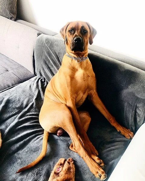 Rhodéský ridgeback ke krytí