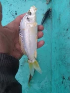 Prodej KOI Kaprů