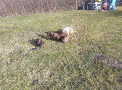 Briard plavý bez PP