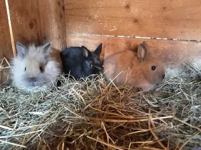 prodám mláďata králika lví hlava