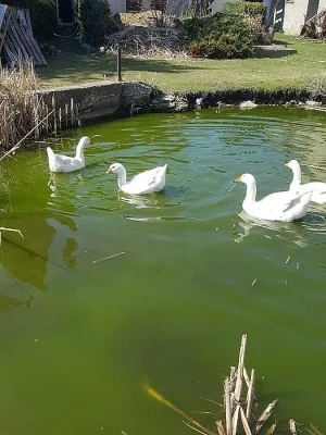 Prodám husy nebo vymění za nosné slepice