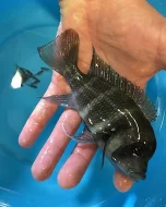 Malawi a Tanganyika - odchovy afrických cichlid