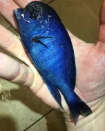 Malawi a Tanganyika - odchovy afrických cichlid
