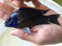 Malawi a Tanganyika - odchovy afrických cichlid
