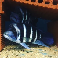 Malawi a Tanganyika - odchovy afrických cichlid