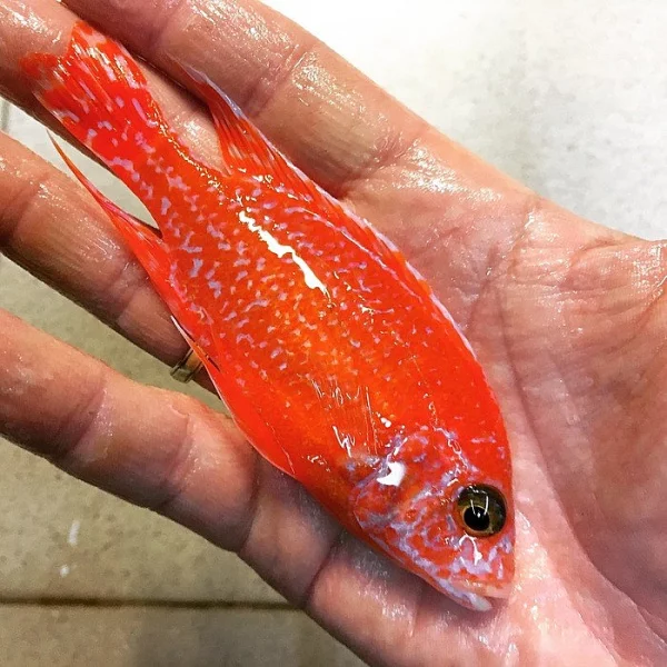 Malawi a Tanganyika - odchovy afrických cichlid