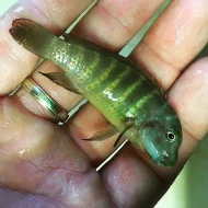 Malawi a Tanganyika - odchovy afrických cichlid
