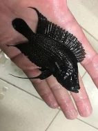 Malawi a Tanganyika - odchovy afrických cichlid