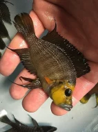 Malawi a Tanganyika - odchovy afrických cichlid