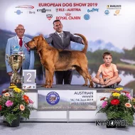 bloodhound