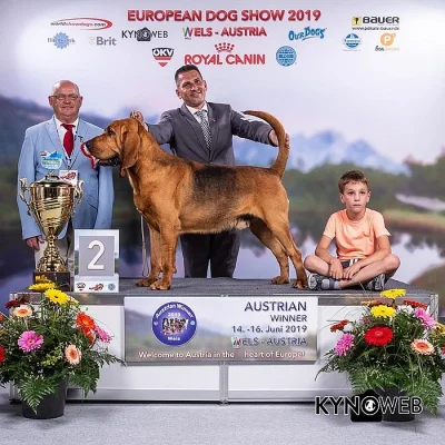 bloodhound