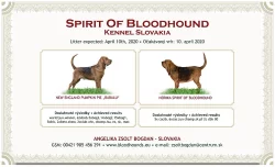 bloodhound