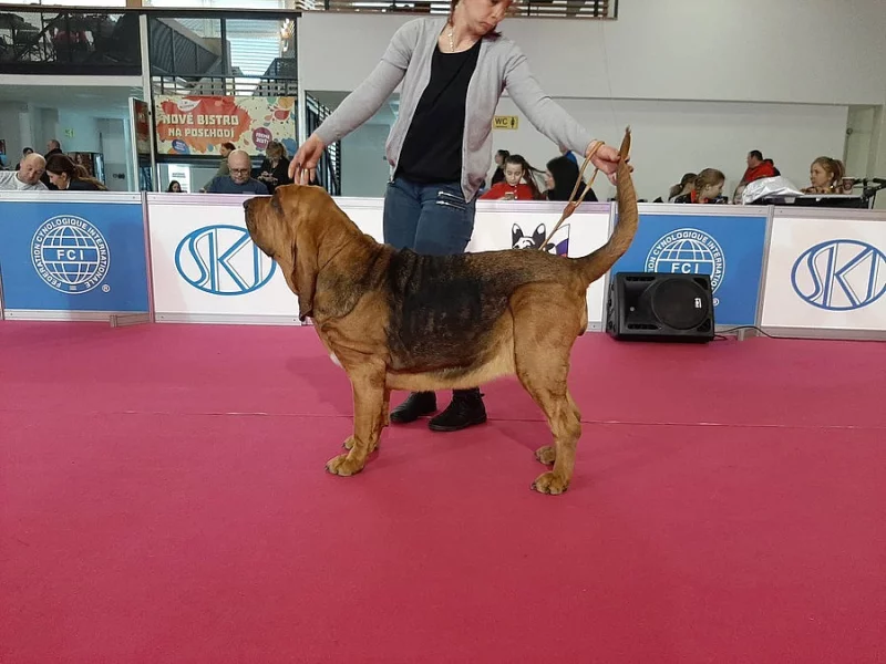 bloodhound