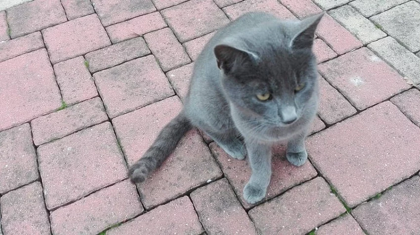 Daruji roční kočičku