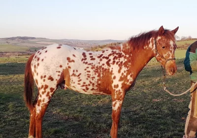 Prodám hřebce Appaloosa