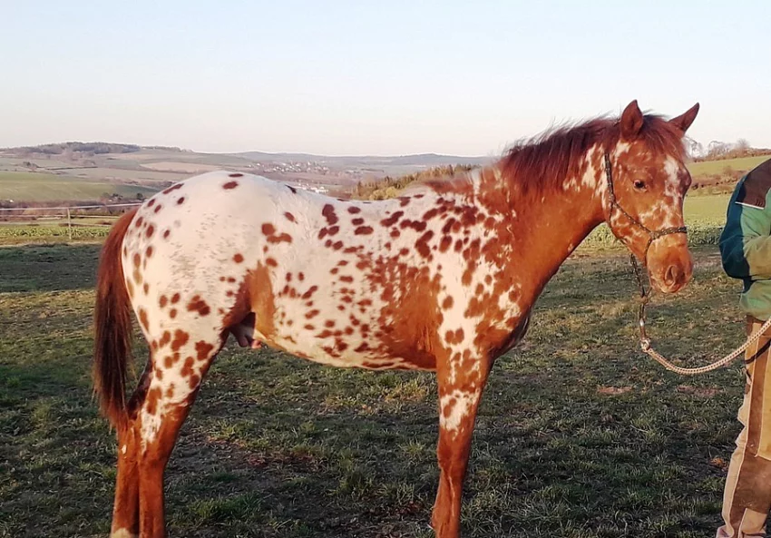 Prodám hřebce Appaloosa