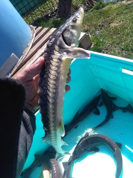 Prodám jesetery